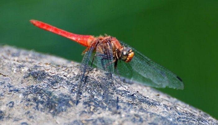 Orthetrum Testaceum, salah satu jenis Capung di Kendeng Utara. (photo: Heri CS)