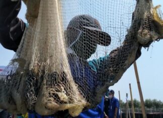 Hasil tangkapan panen perdana Udang Vaname